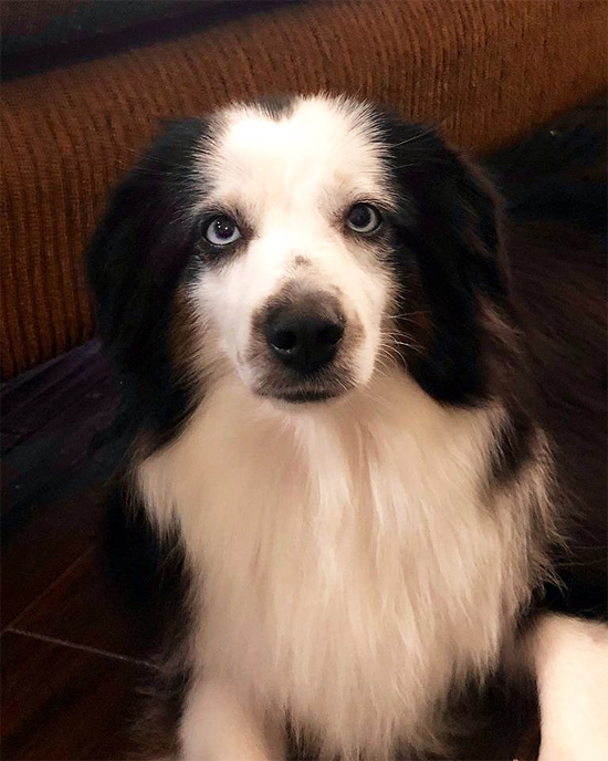 Carousel Aussies STA Sheza Boo Bear, a Miniature Australian Shepherd