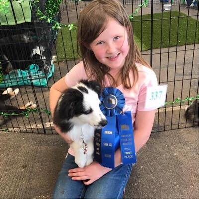 Carousel Aussies STA Sheza Boo Bear, a Miniature Australian Shepherd