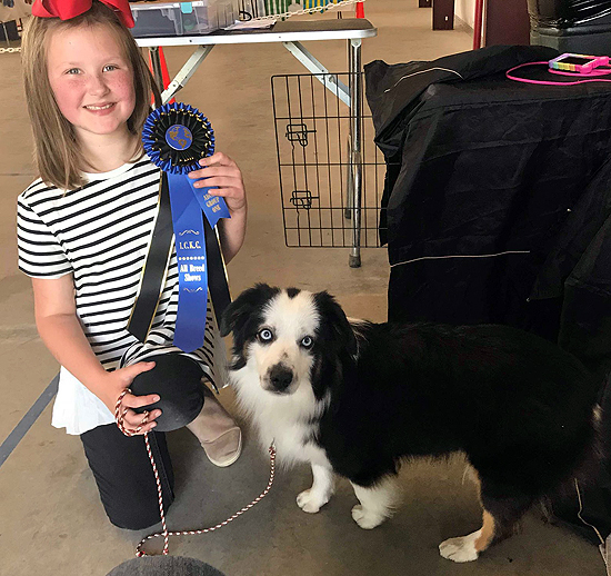 Carousel Aussies STA Sheza Boo Bear, a Miniature Australian Shepherd