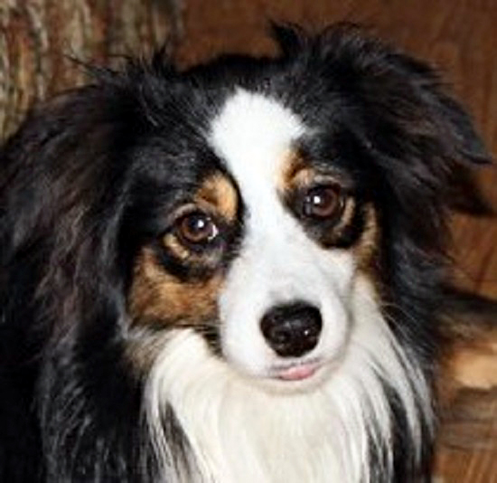Herd About Texas Wild Bill Hickok at Carousel Aussie, a Toy Australian Shepherd male. Herd About Texas Wild Bill Hickok at Carousel Aussie, a Toy Australian Shepherd male.