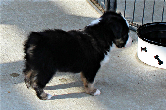Herd About Texas Wild Bill Hickok at Carousel Aussie, a Toy Australian Shepherd male. Herd About Texas Wild Bill Hickok at Carousel Aussie, a Toy Australian Shepherd male.